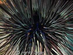 "Let it flow...."       Sea Urchin from the pier of Dauin... by Henry Jager 